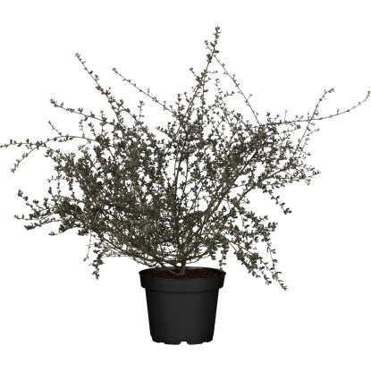 Säckelblume "Blue Sapphire" Blau Höhe Ca. 30 - 40 Cm Topf Ca. 3,4 L Ceanothus 3 Säckelblume "Blue Sapphire" Blau Höhe Ca. 30 - 40 Cm Topf Ca. 3,4 L Ceanothus