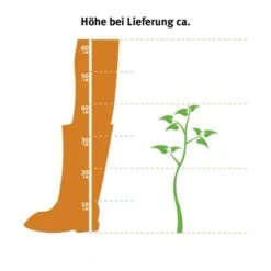 Hainbuche Set à 110 Stück Höhe Ca. 125 - 150 Cm Topf Ca. 5 L Carpinus Betulus -Haushaltsgegenstände Geschäft 2 l thuja occidentalis 2