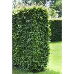 Hainbuche Set à 110 Stück Höhe Ca. 125 - 150 Cm Topf Ca. 5 L Carpinus Betulus -Haushaltsgegenstände Geschäft 3855863 3358 2