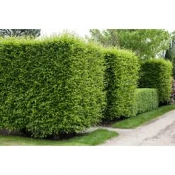 Hainbuche Set à 110 Stück Höhe Ca. 125 - 150 Cm Topf Ca. 5 L Carpinus Betulus -Haushaltsgegenstände Geschäft 3855863 3358 3