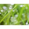 Spritzschutz-Rückwand WandArt Easy 80 Cm X 58,5 Cm Grass (D4002P BRIL) FSC® -Haushaltsgegenstände Geschäft 424157 3526 1