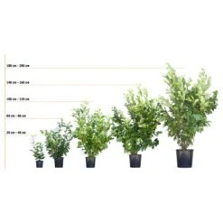 Hainbuche Set à 110 Stück Höhe Ca. 125 - 150 Cm Topf Ca. 5 L Carpinus Betulus -Haushaltsgegenstände Geschäft 72246 3358 kirschlorbeer 3