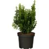 Spindelstrauch "Green Wonder" 6er-Pack Euonymusjaponica -Haushaltsgegenstände Geschäft 846394 3358 01