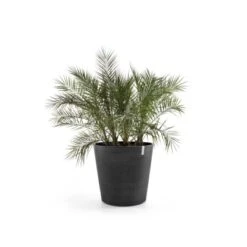 Ecopots Pflanztopf Amsterdam Rollen Dunkelgrau 100 Cm X 87,5 Cm -Haushaltsgegenstände Geschäft terdamWheels100DarkGrey 01